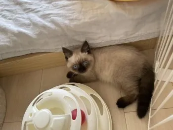 M.U 様のお迎えした子猫