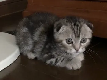 ケロヨン 様のお迎えした子猫