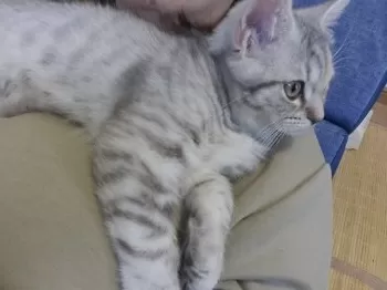 N.K 様のお迎えした子猫