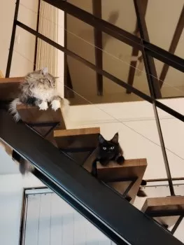 テン 様のお迎えした子猫