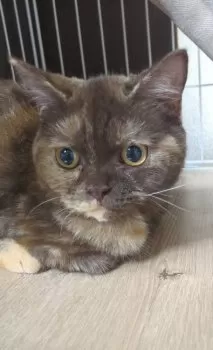 れおらいな 様のお迎えした子猫