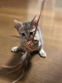 うちこ母 様のお迎えした子猫