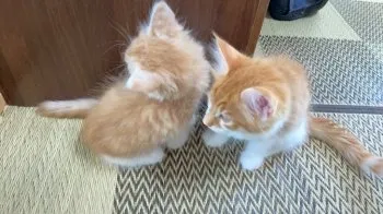 りりこ 様のお迎えした子猫
