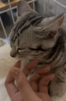 NA 様のお迎えした子猫