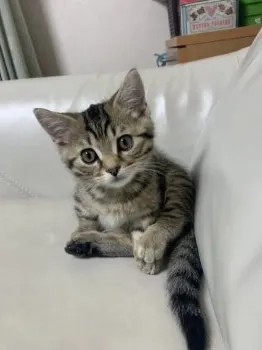 C.N 様のお迎えした子猫