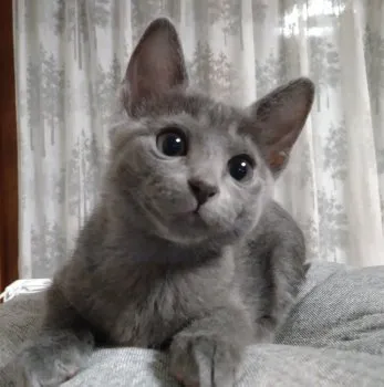 R.C 様のお迎えした子猫