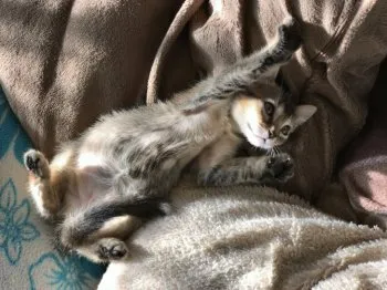 きゃっとべる 様のお迎えした子猫