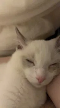 K.T 様のお迎えした子猫