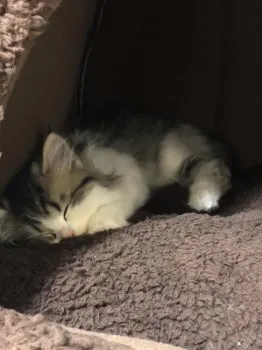 なっちゃん 様のお迎えした子猫