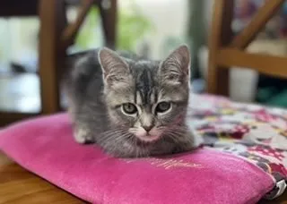 まりも 様のお迎えした子猫