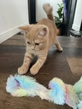 ななとん 様のお迎えした子猫