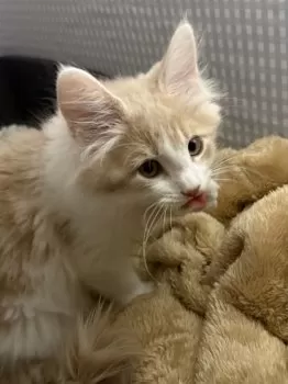 ねむ 様のお迎えした子猫
