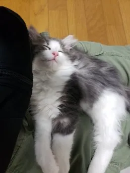 てつ 様のお迎えした子猫