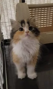 オオタ 様のお迎えした子猫