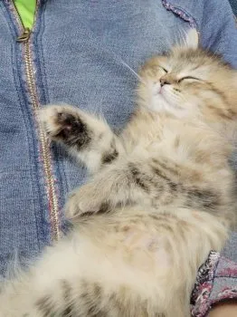 しょう 様のお迎えした子猫