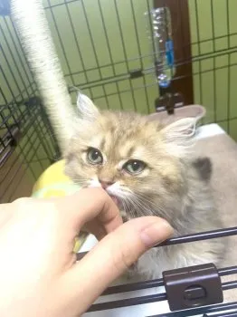 A.H 様のお迎えした子猫