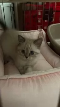 ロコG 様のお迎えした子猫