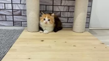 K.S 様のお迎えした子猫