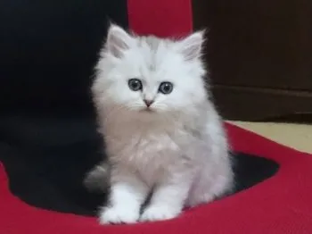 ラヴまま 様のお迎えした子猫