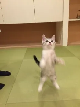 ひらり 様のお迎えした子猫