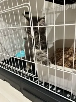 S.M 様のお迎えした子猫