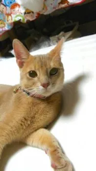 みずたに 様のお迎えした子猫