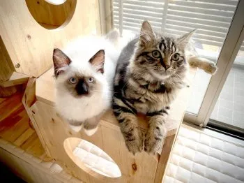EGG001 様のお迎えした子猫