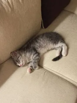 明場　由美子 様のお迎えした子猫