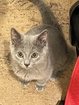 H.K 様のお迎えした子猫