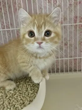 たなか 様のお迎えした子猫