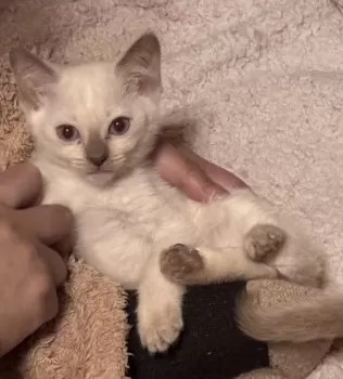 T.K 様のお迎えした子猫