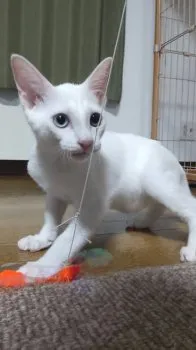 J.H 様のお迎えした子猫