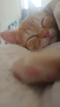 アイ 様のお迎えした子猫