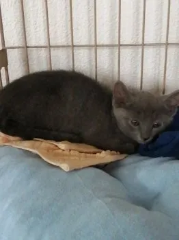 さち 様のお迎えした子猫