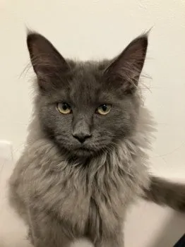 けん 様のお迎えした子猫