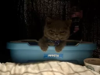 N.K 様のお迎えした子猫