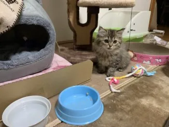 ヒロ 様のお迎えした子猫