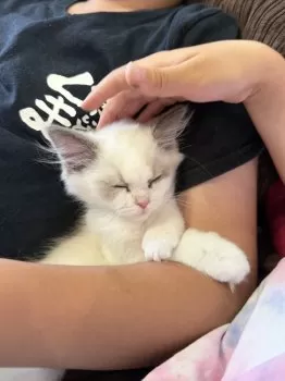 K.M 様のお迎えした子猫