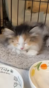 みー 様のお迎えした子猫