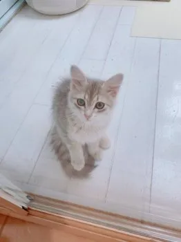 HH 様のお迎えした子猫