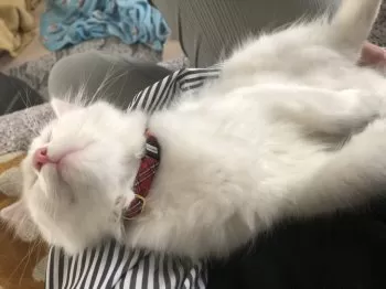 Y.S 様のお迎えした子猫