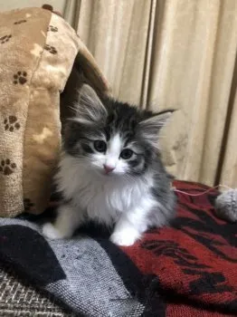 はれ 様のお迎えした子猫