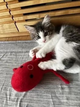 S・M 様のお迎えした子猫