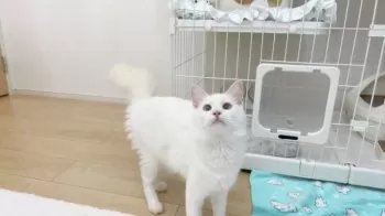 リゼ 様のお迎えした子猫