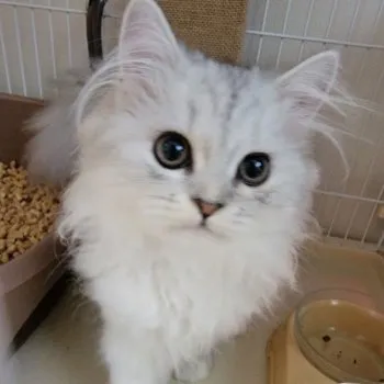 しーぃ 様のお迎えした子猫