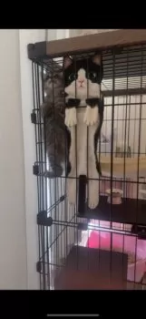 S.N 様のお迎えした子猫