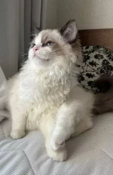 Y.Y 様のお迎えした子猫