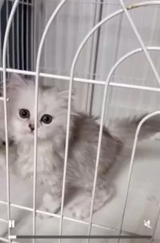 S.I 様のお迎えした子猫