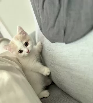 A.M 様のお迎えした子猫