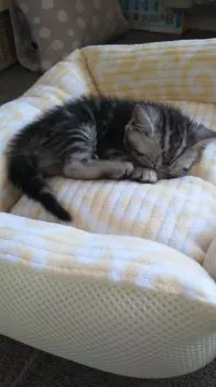 チョコまま 様のお迎えした子猫